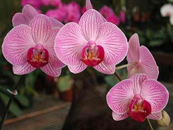 orchidea-gyani.jpg